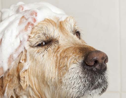 The 10 Best Dog Shampoo Review Best Dog Shampoo for Dogs - Top Dog Tips