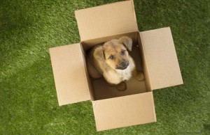 Sunday’s Recap: Buying Pet Store Puppies Buying Pet Store Puppies featured image