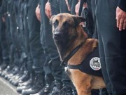 Man’s Best Friend Is a Hero to Us All Dog Dies on Duty