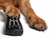 Dog Lovers Are Going to Start Watching A Lot More Television Dog Lovers Are Going to Start Watching A Lot More Television