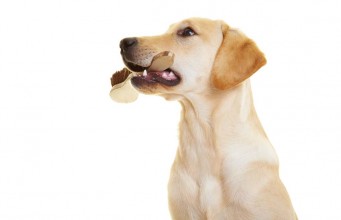 Dog Shedding Tools: Tips on Choosing the Best Dog Brush Dog Shedding Tools - Tips on Choosing the Best Dog Brush