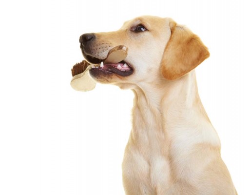 Dog Shedding Tools: Tips on Choosing the Best Dog Brush Dog Shedding Tools - Tips on Choosing the Best Dog Brush