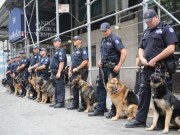 Where Did This Police K-9 Come From? Indiana Shelter Dog Becomes Iowa Police K-9