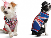 Interested in Dressing Your Dog Like a Harajuku Lover? Interested in Dressing Your Dog Like a Harajuku Lover