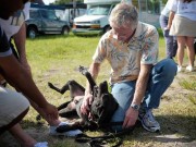 Is This Florida Dog Law Unconstitutional? Is This Florida Dog Law Unconstitutional
