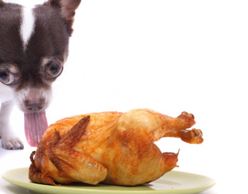 Let’s Talk: Sharing Thanksgiving Dinner with Dogs Sharing Thanksgiving Dinner with Dogs