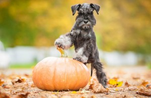 Let’s Talk: Thanksgiving Safety Tips for Dogs Thanksgiving Safety Tips for Dogs