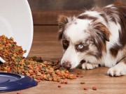 Top 10 Best Dog Food Storage Containers The Best Dog Food Storage Container Review