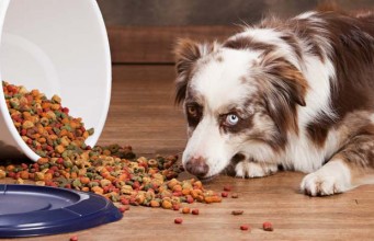 Top 10 Best Dog Food Storage Containers The Best Dog Food Storage Container Review