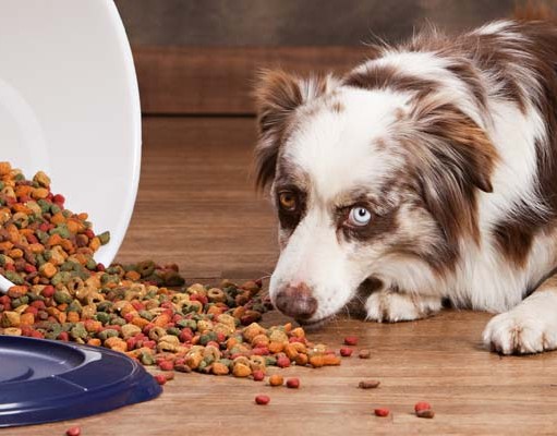 Top 10 Best Dog Food Storage Containers The Best Dog Food Storage Container Review