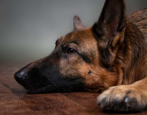 Best Dog Illness Symptom Checker Online The Best Dog Illness Symptom Checker Online