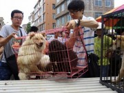 UK’s MPs Trying to Condemn This Barbaric Canine Business UK's MPs Trying to Get Rid of Barbaric Canine Business