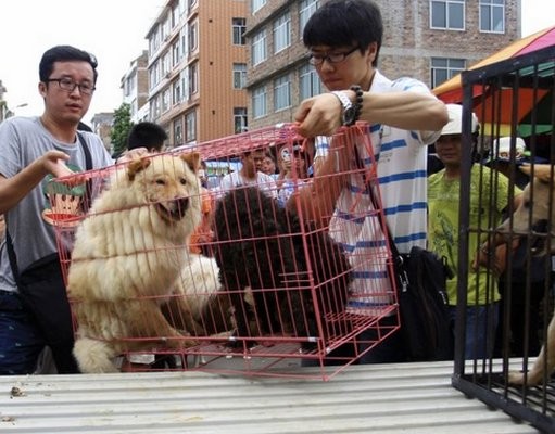 UK’s MPs Trying to Condemn This Barbaric Canine Business UK's MPs Trying to Get Rid of Barbaric Canine Business
