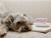 Want to Do Tea Time With Your Pup? Want to Do Tea Time With Your Pup