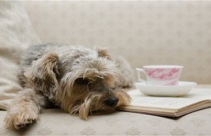 Want to Do Tea Time With Your Pup? Want to Do Tea Time With Your Pup