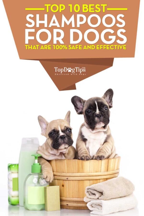 The 10 Best Dog Shampoo Review