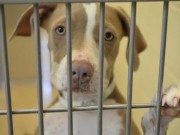 Zappos Wants to Buy You a Shelter Dog Zappos Wants to Buy You a Shelter Dog