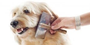 Brushing dog coat before bath