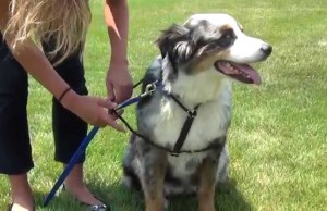 Get The Perfect Fit With This Adjustable Control Harness