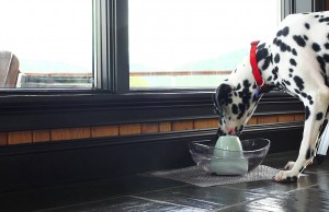 Dogs Crave This Type of Water