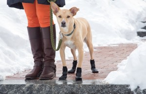 ‘Tis the Season for Dog Boots