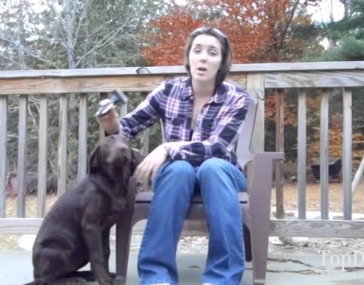 Review: Andis Premium Pet Deshedding Tool Review