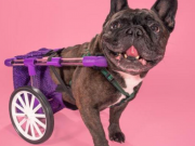 Anyone With a 3D Printer Can Make This Adjustable Dog Wheelchair Anyone With a 3D Printer Can Make This Adjustable Dog Wheelchair
