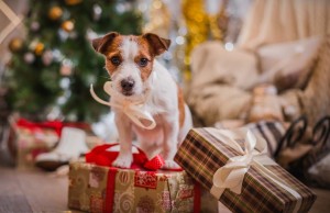 Best Christmas Deals on Dog Supplies This December Best Christmas Deals Dog Supplies for Dogs Pets