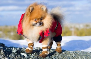 Best Dog Booties for Snow to Keep Your Dog Safe in Winter Best Dog Booties for Snow to Keep Your Dog Warm in Winter