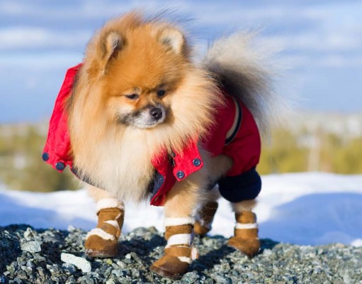 Best Dog Booties for Snow to Keep Your Dog Safe in Winter Best Dog Booties for Snow to Keep Your Dog Warm in Winter
