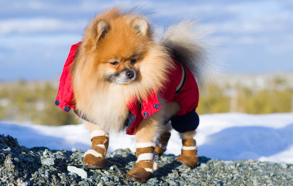 puppy shoes for winter