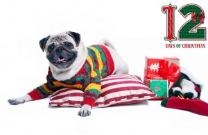 12 Days of Deals: Best Deals on Dog Supplies We Could Find Best Dog Supplies Deals - 12 Days of Deals and Christmas