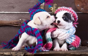 Let’s Talk: Best Homemade Gifts for Dogs Best Homemade Gifts for Dogs DIY