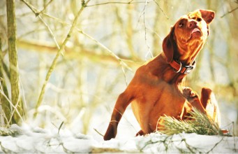 8 Resources for Most Common Dog Allergies Common Canine Allergies