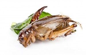 Interview: What’s All the Hype About Cricket Protein For Dogs? Cricket Protein For Dogs