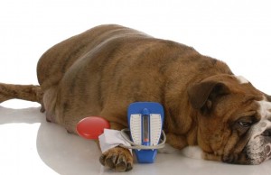 Dog Food for Dogs with Diabetes: What You Need to Know Dog Food for Dogs with Diabetes - What to Look For