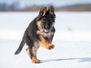 Gifted Puppy Will Help Fight Terrorism in France Gifted Puppy Will Help Fight Terrorism in France