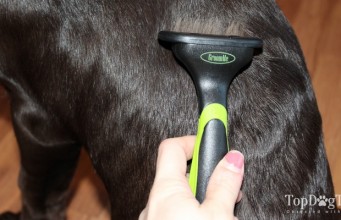 Review: GroomMe Dog DeShedding Tool From Pets Savvy GroomMe DeShedding Tool
