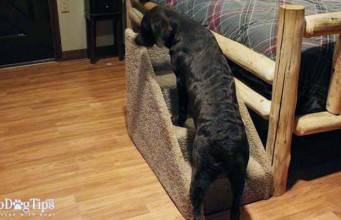 Review: Help Your Pets Solid Side Dog Steps Help Your Pets Solid Side Dog Steps Review