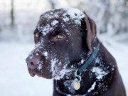 Is It Too Cold to Leave Your Dog Outside? Is It Too Cold to Leave Your Dog Outside