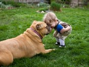 Loyal Dog Accompanies Toddler That Wandered Off Loyal Dog Accompanies Toddler That Wandered Off