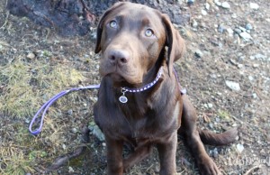 Review: Luxepets Dog Leash and Dog Collar (Updated 2023) Luxe Pets Dog Leash and Dog Collar Review