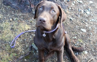 Review: Luxepets Dog Leash and Dog Collar (Updated 2023) Luxe Pets Dog Leash and Dog Collar Review