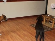 Review: Petzi Treat Cam for Dogs Petzi Review of Petzi Treat Cam