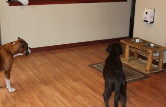 Review: Petzi Treat Cam for Dogs Petzi Review of Petzi Treat Cam