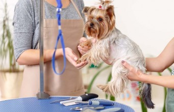 Interview: What’s It Like to Be a Professional Dog Groomer Professional Dog Grooming and Being a Pro Dog Groomer