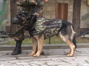 Russia Releases Dog Armor After French Police Dog Killed in ISIS Raid Russia Releases Dog Armor After French Police Dog Killed in ISIS Raid