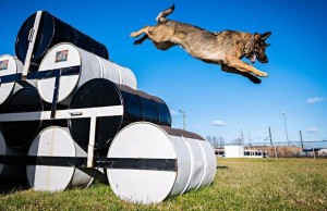 Saving the World One Stray Dog At a Time Saving the World One Stray Dog At a Time