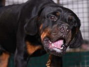 Shelter Dog Mishap: How a Pet Killed His New Owner Shelter Dog Mishap - Dog kills his new owner