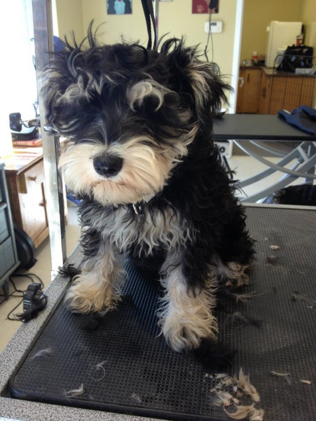 Picture of Low-cost Tips for Pet Grooming at Home to Save Money at Animalstart.com